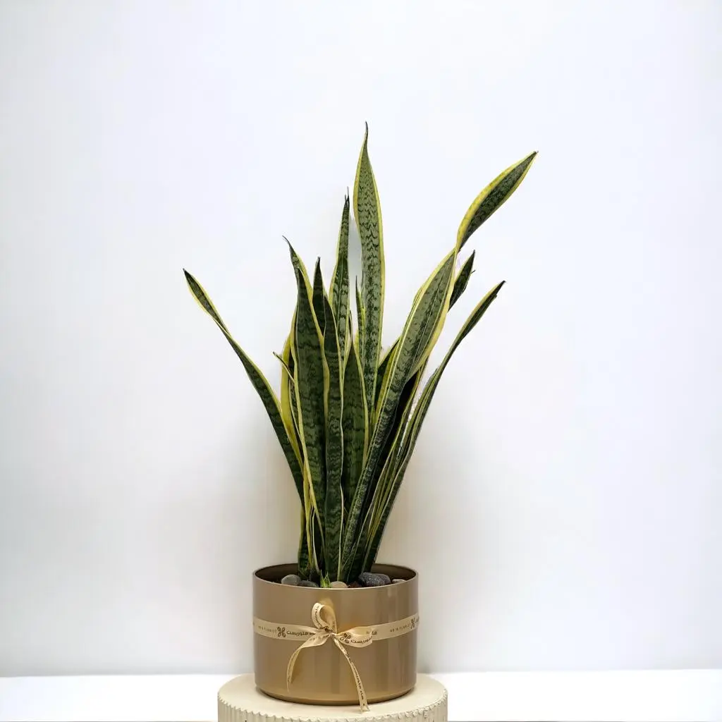 Sansevieria
